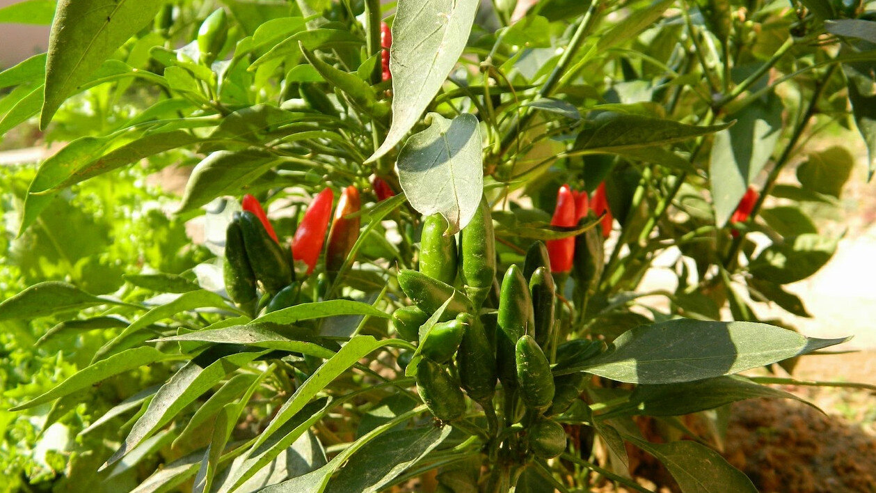 Chilipflanzen Sonne