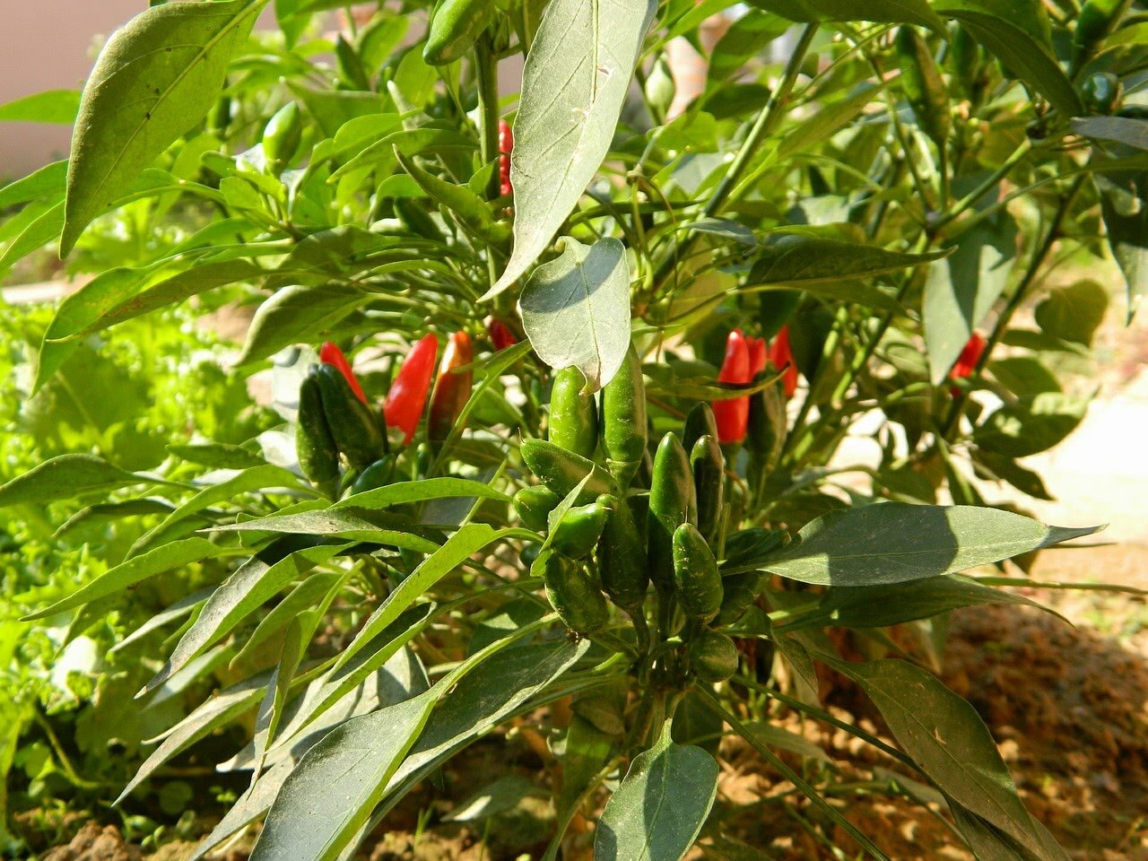 Chilis in the Sun