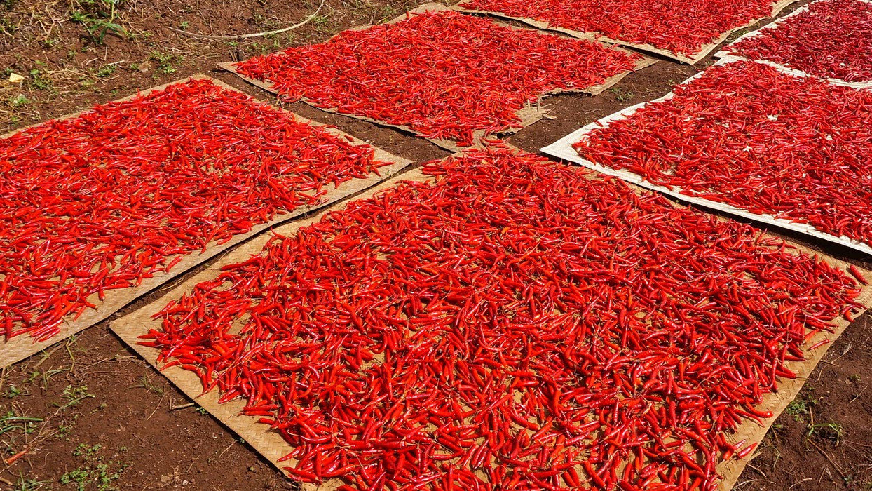 Air Drying Chillies