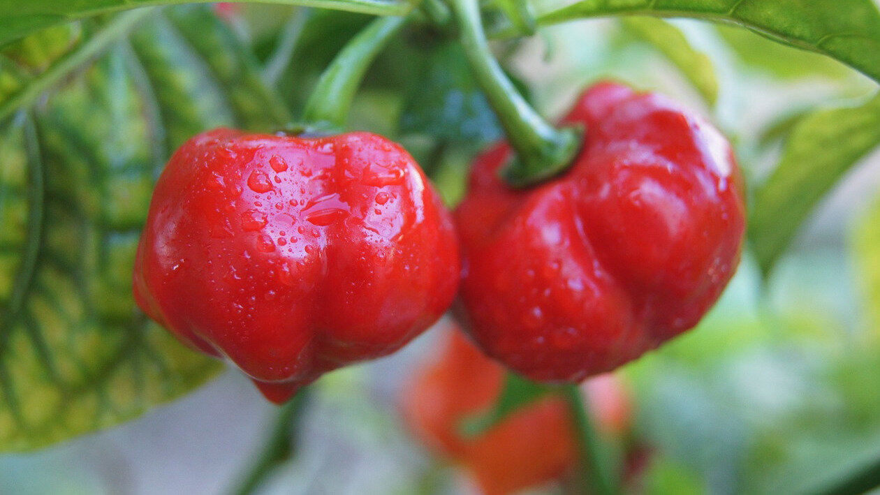 Habanero chili plant