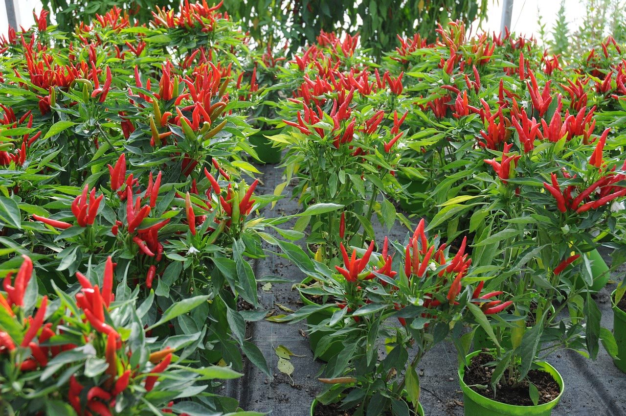 Tabasco Chili-Plants