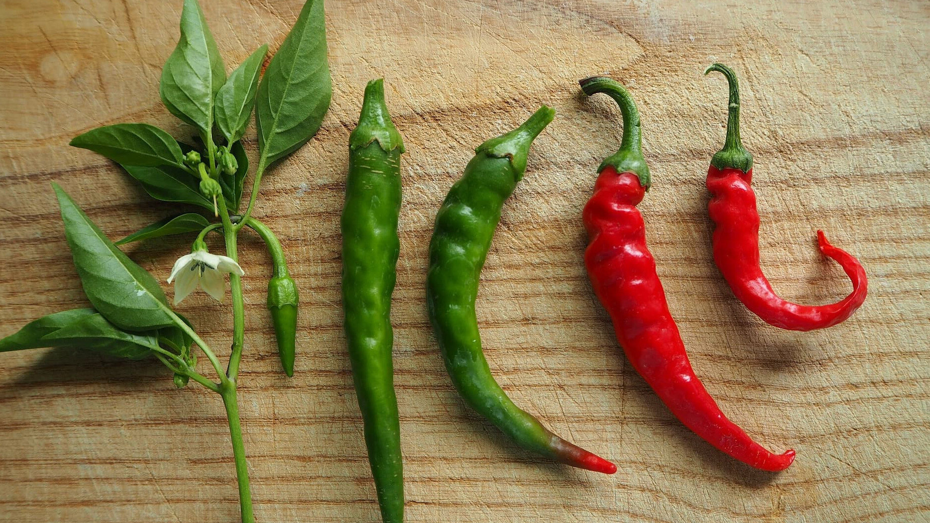Chillies vs hot peppers
