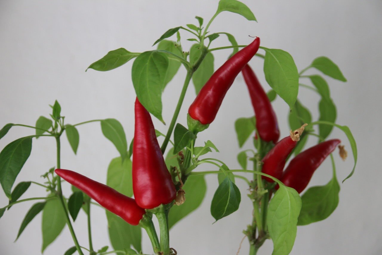 Apartamento Chili Plant