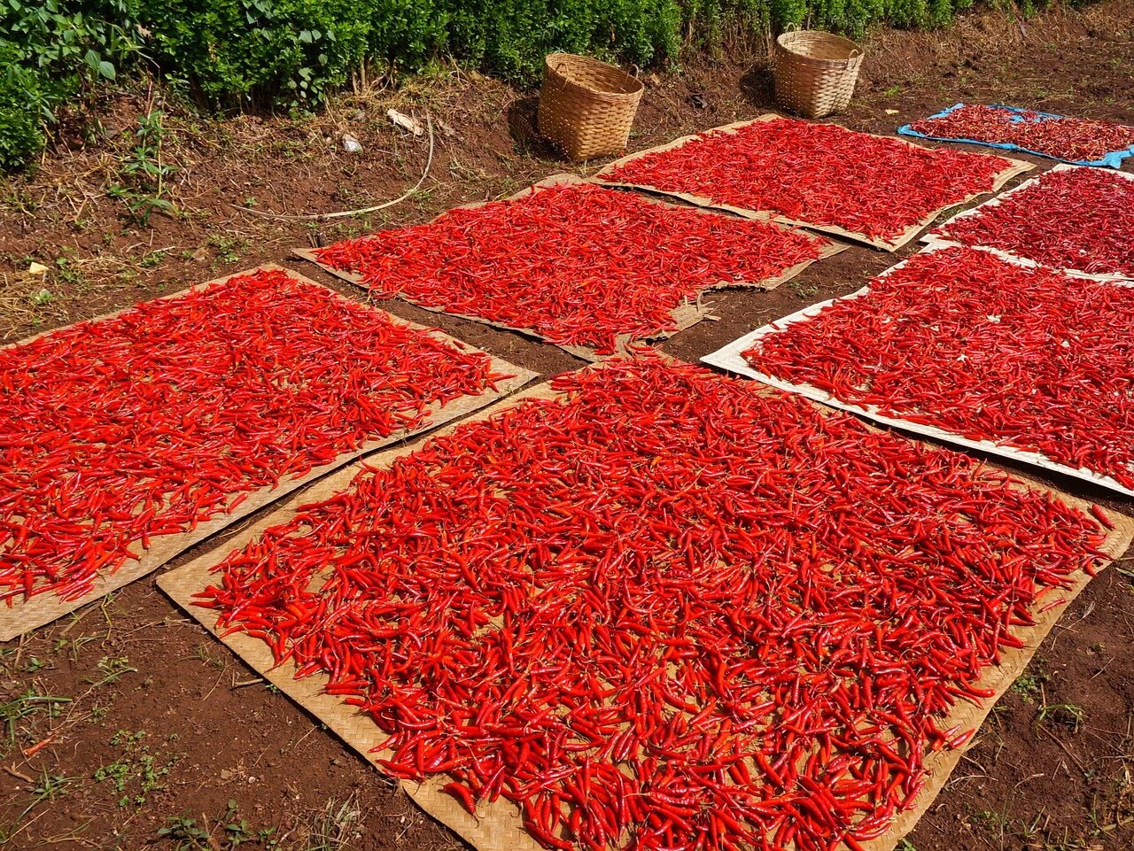Drying peppers on air