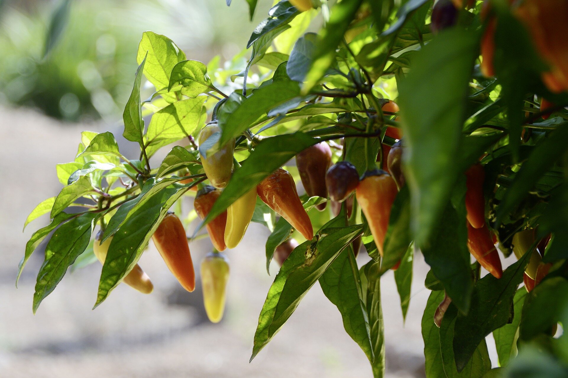 Chili-Pflanze mit Früchten