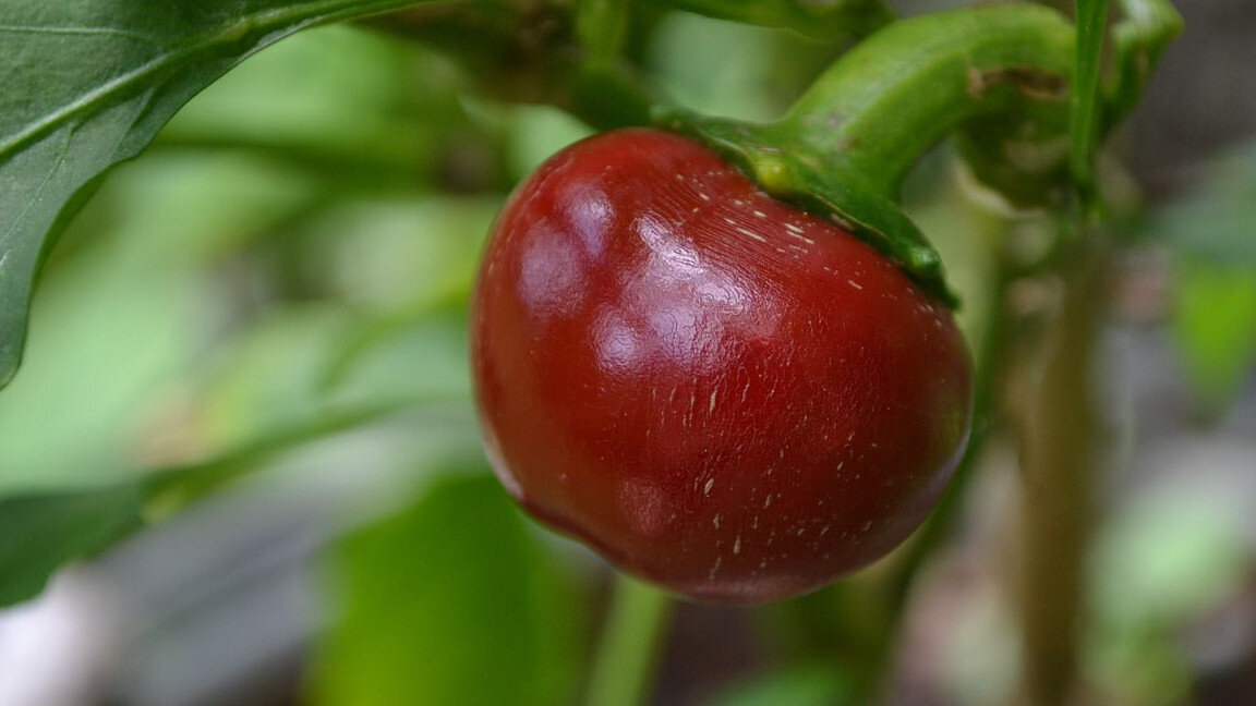 Cherry Pepper