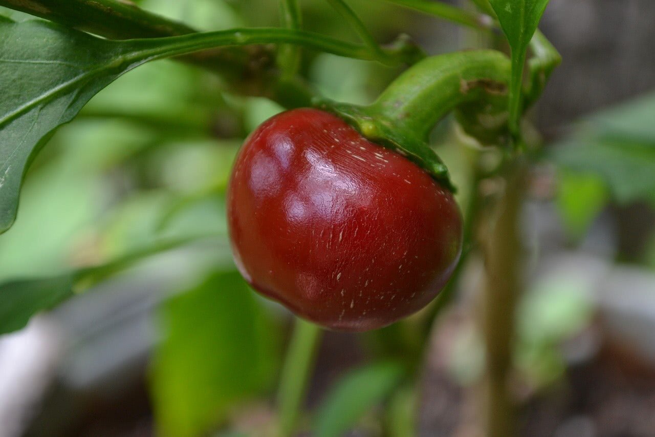 Cherry Chili Plant