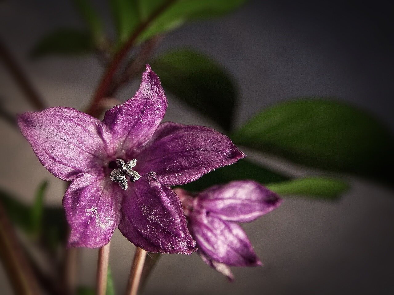 Rocoto Chili flor