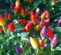 Bolivian Rainbow Chili-Seeds 10 Pcs.