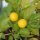 Gelbe Kirsche Chili-Seeds 10 Pcs.