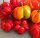 Habanero Caribbean Red - 10 Semillas de chile