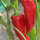 Corno di Torro rosso Chili-Seeds 10 Pcs.